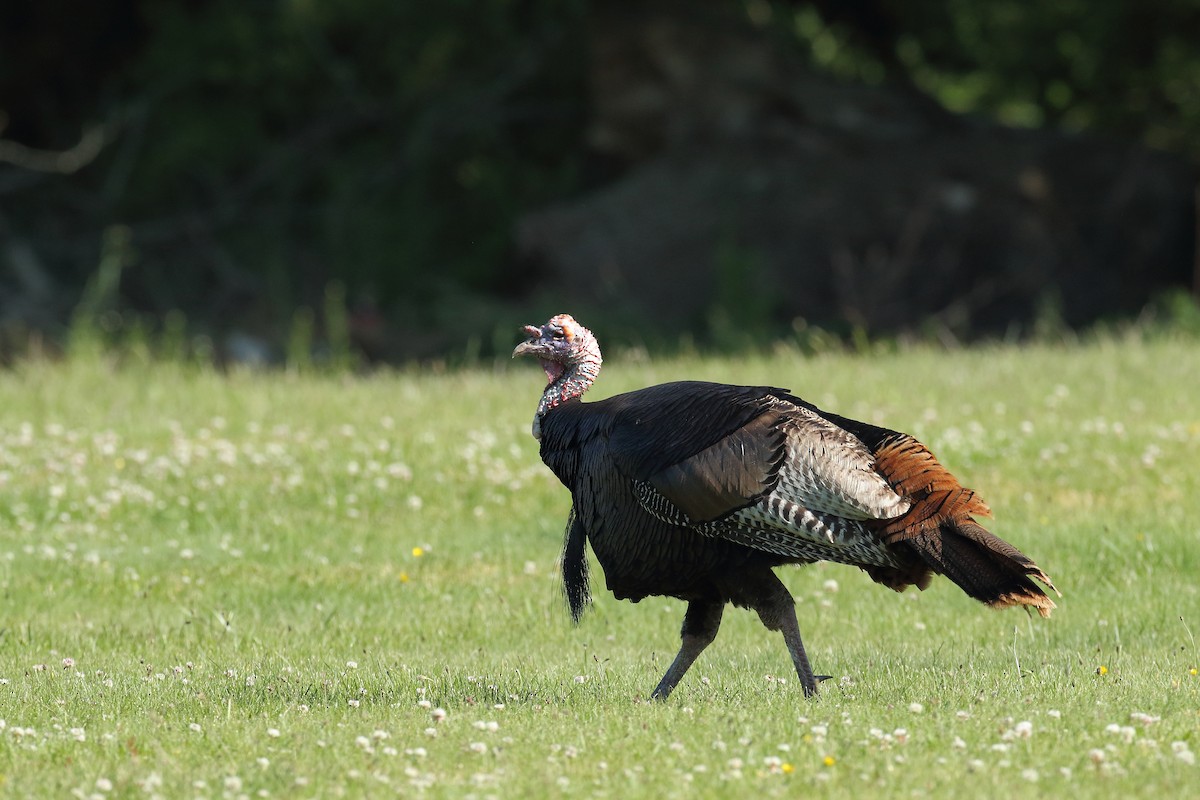 Wild Turkey - ML583496651