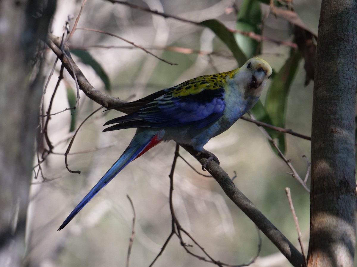 Pale-headed Rosella - ML583497151