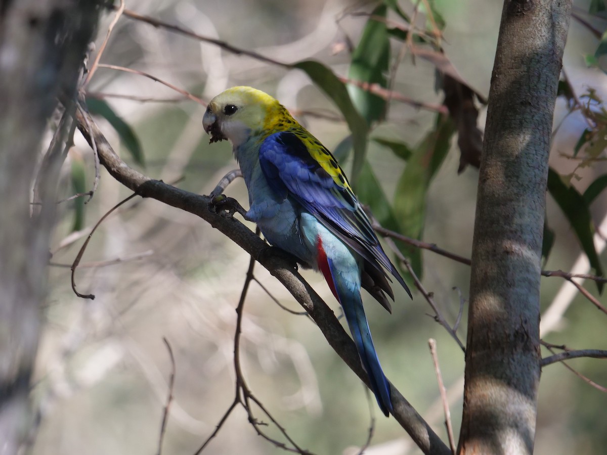 ホオアオサメクサインコ - ML583497171