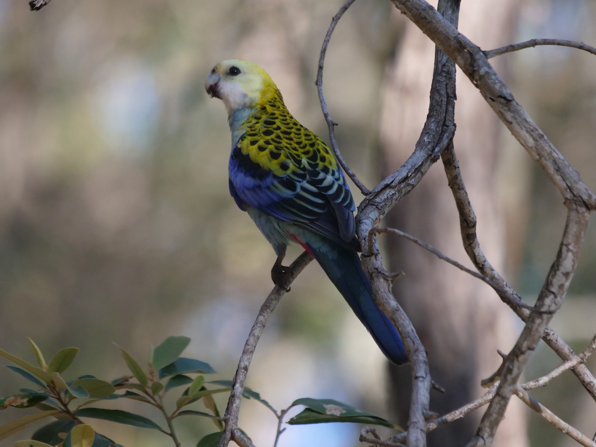 ホオアオサメクサインコ - ML583497181