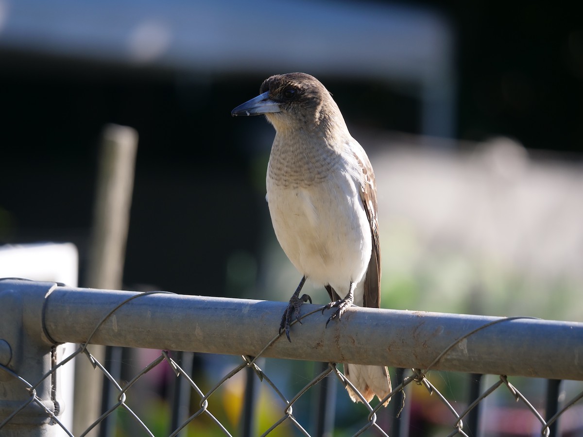 Pied Butcherbird - ML583497191