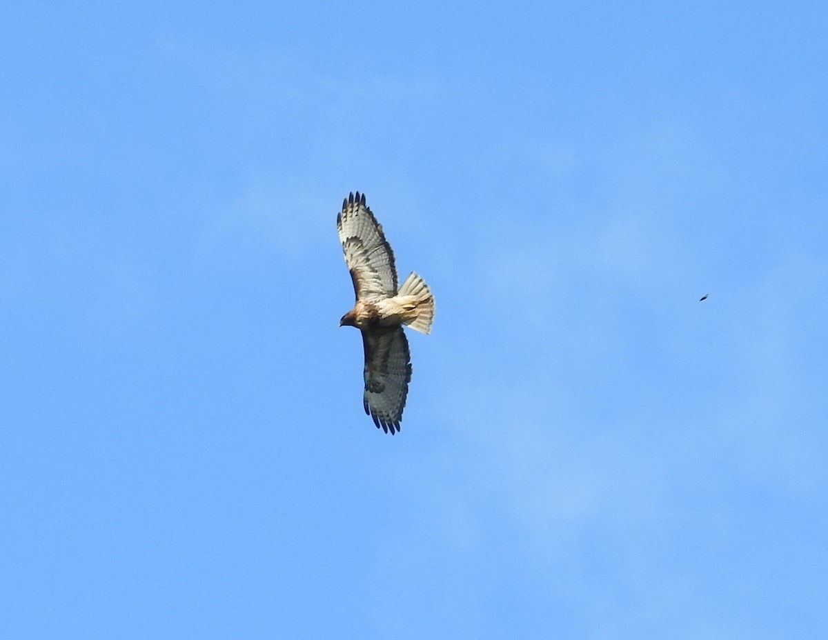 Red-tailed Hawk - Neill Vanhinsberg