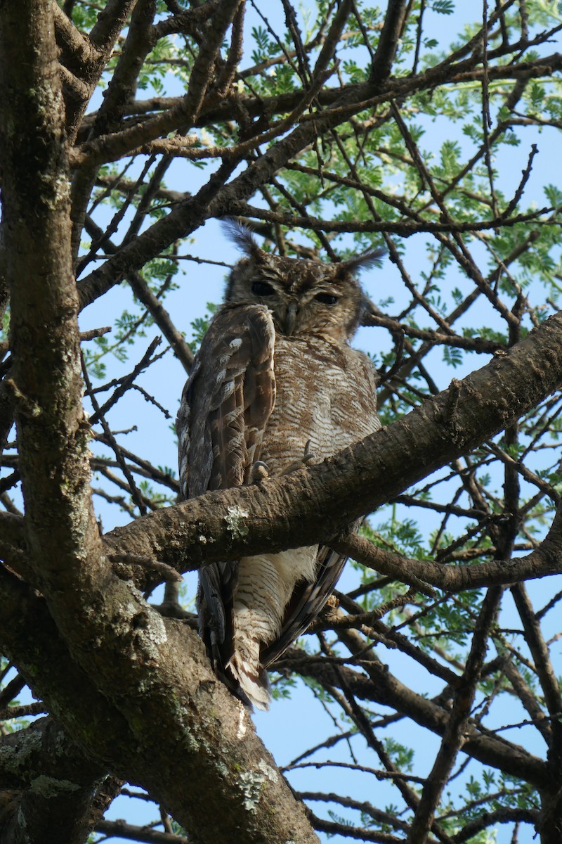 výr šedivý - ML583497971