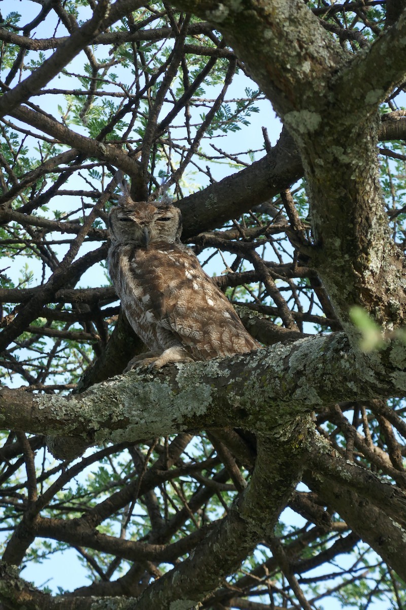 výr šedivý - ML583497981