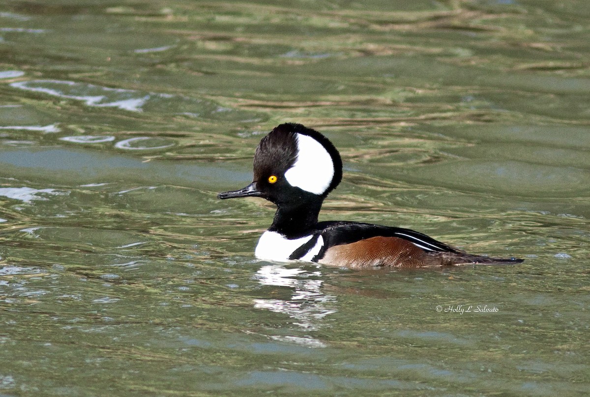 Hooded Merganser - ML58349821
