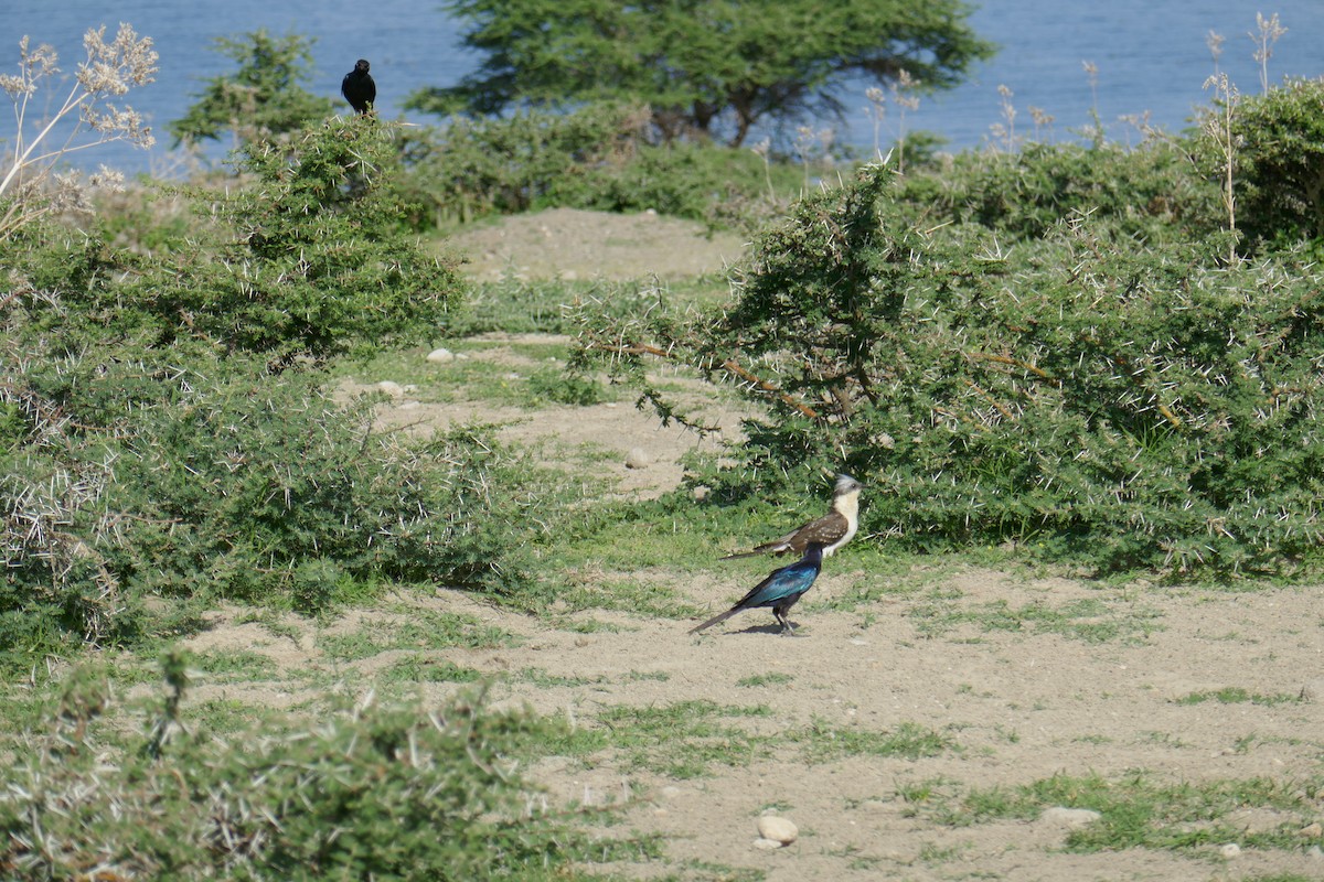 kukačka chocholatá - ML583498631