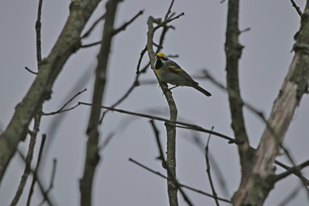 Golden-winged x Blue-winged Warbler (hybrid) - ML583499341