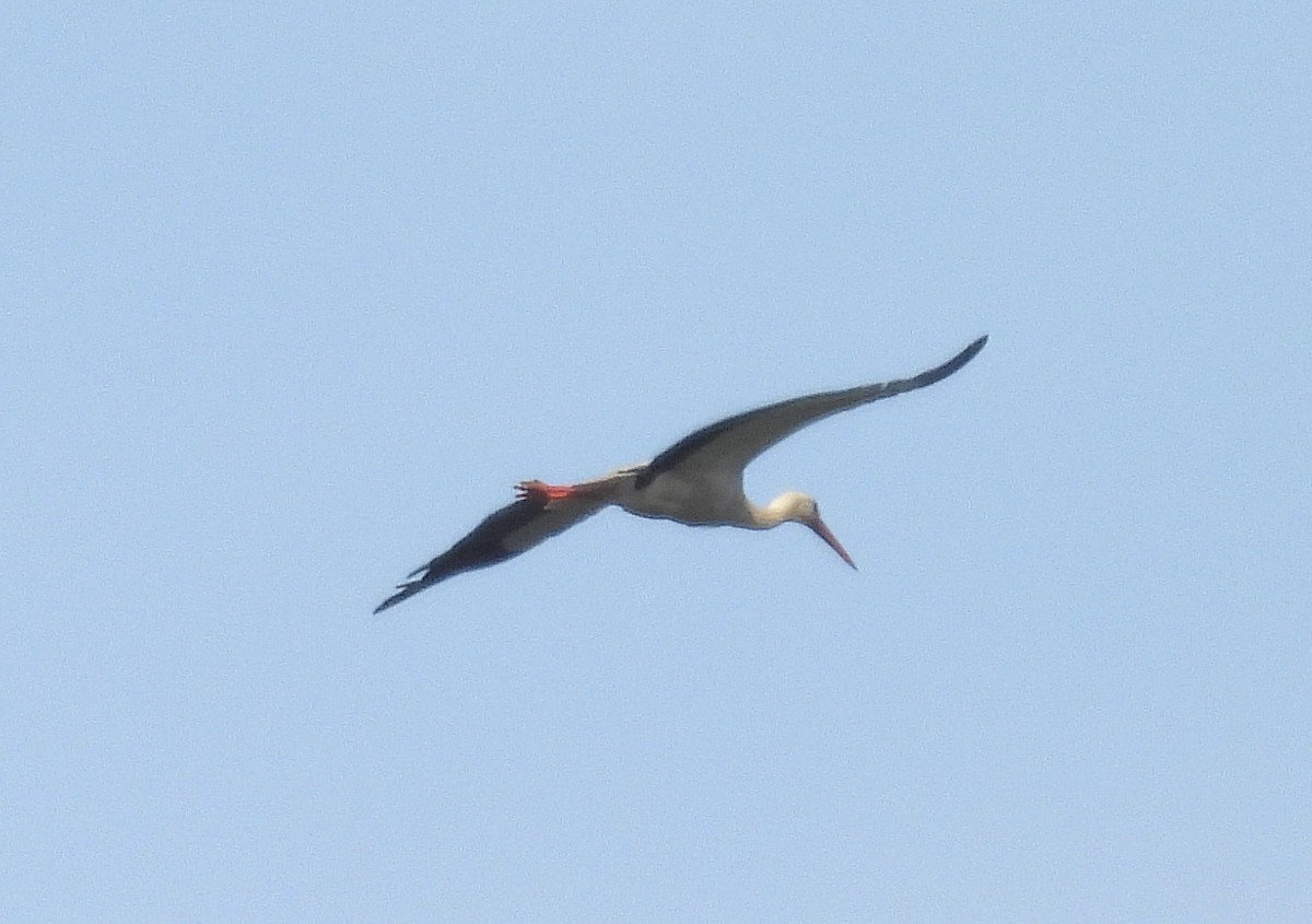 stork - ML583499361