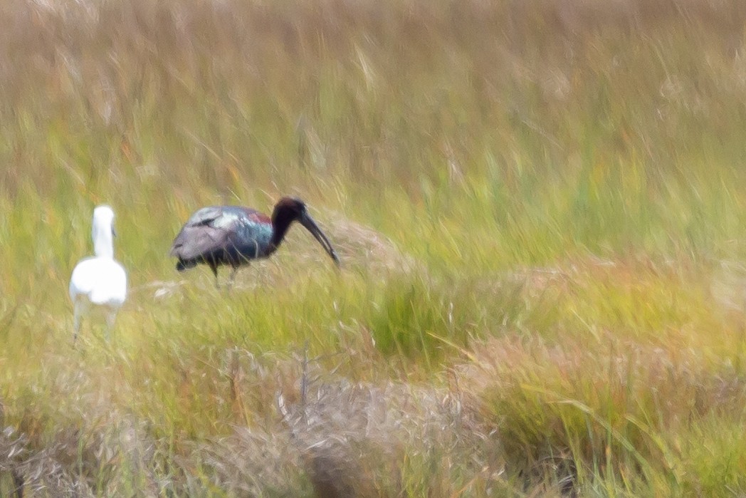 Glossy Ibis - ML583499831