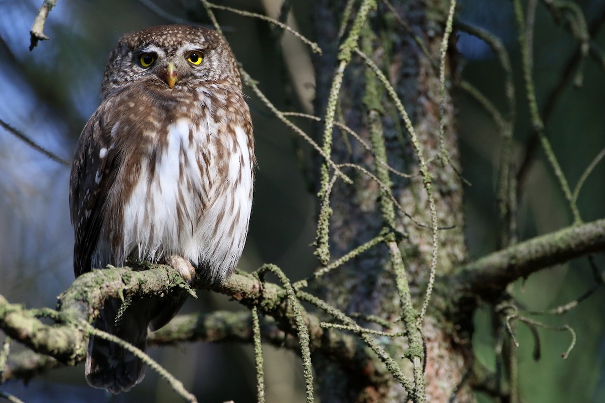 Eurasian Pygmy-Owl - ML583500681