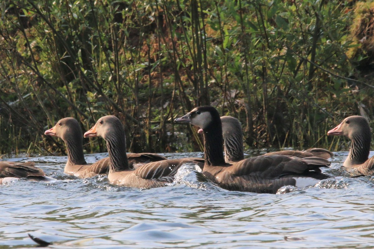 Graylag x Barnacle Goose (hybrid) - ML583501071