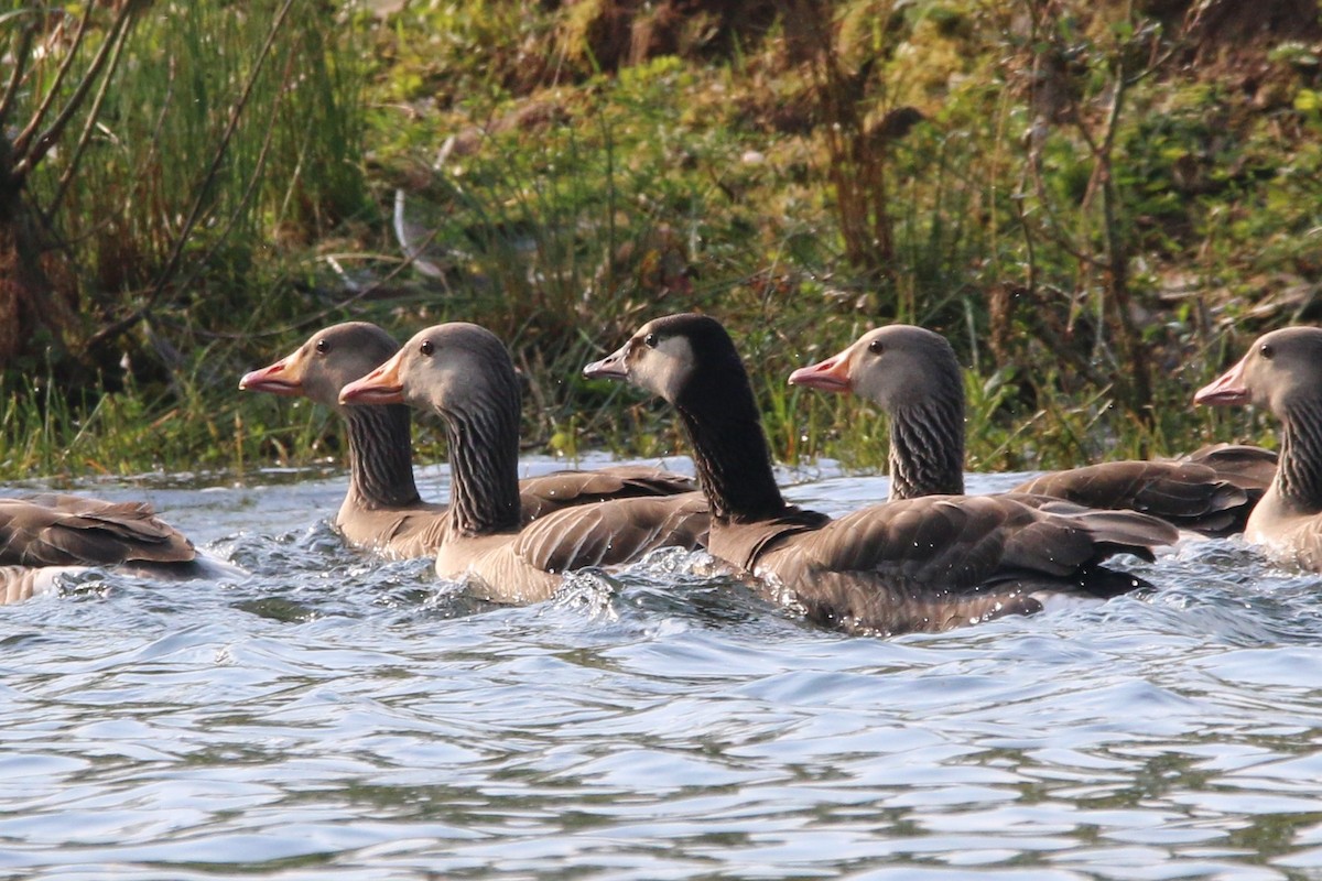 Graylag x Barnacle Goose (hybrid) - ML583501081