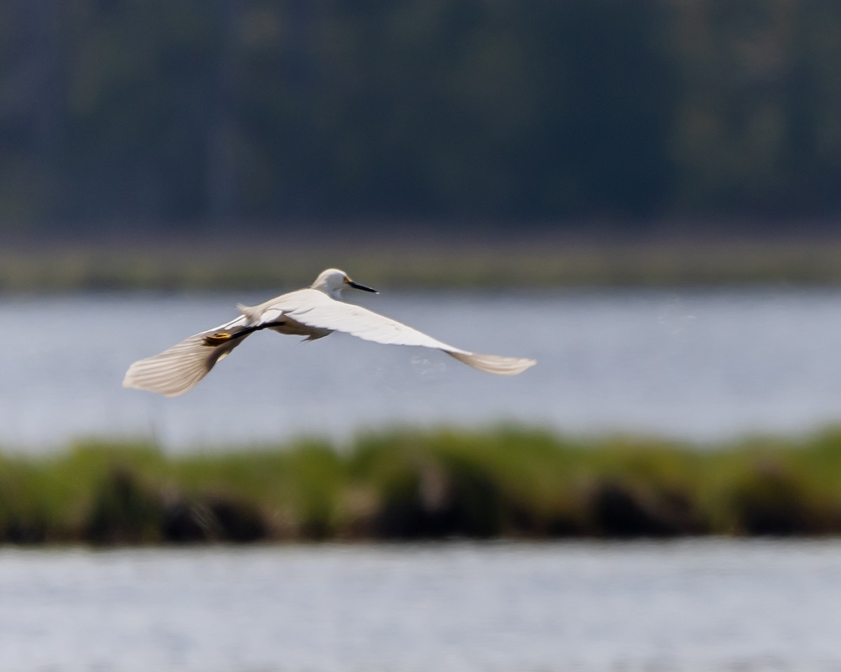 Snowy Egret - ML583501171