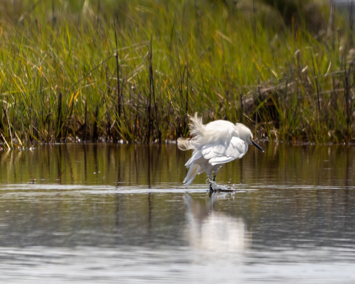 Snowy Egret - ML583501181