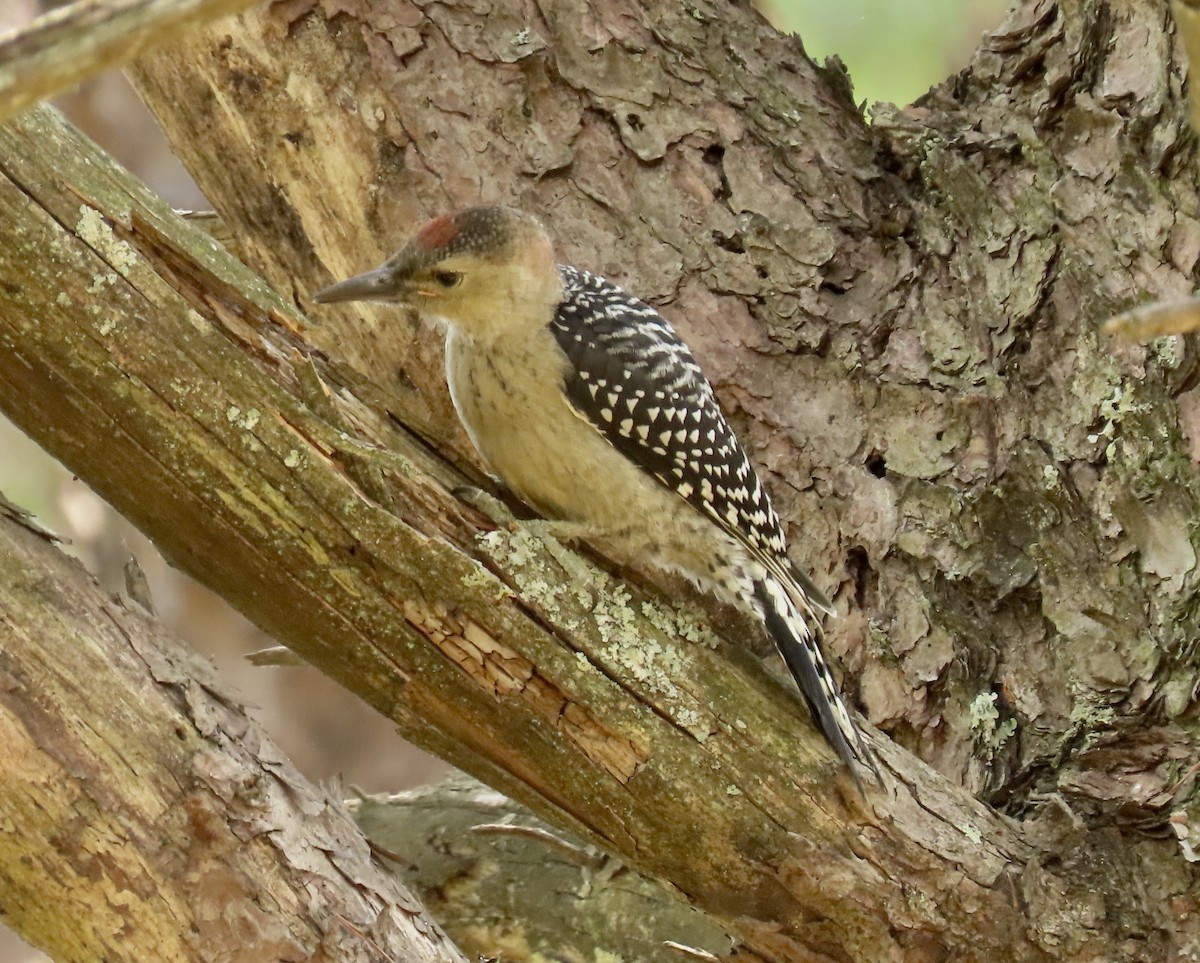 Red-bellied Woodpecker - ML583501771