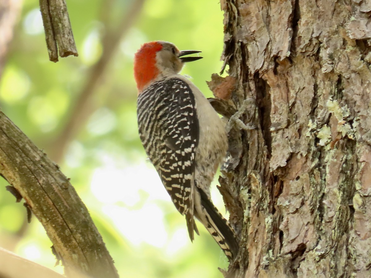 Red-bellied Woodpecker - ML583501781