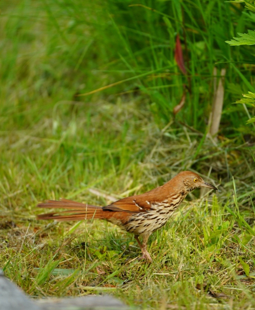 Brown Thrasher - ML583501951