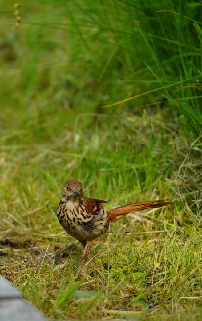 Brown Thrasher - ML583501961