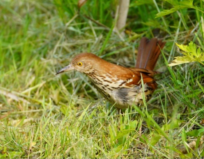 Brown Thrasher - ML583501971