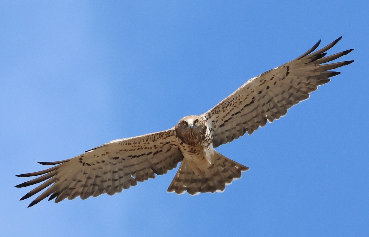 Short-toed Snake-Eagle - ML583502371