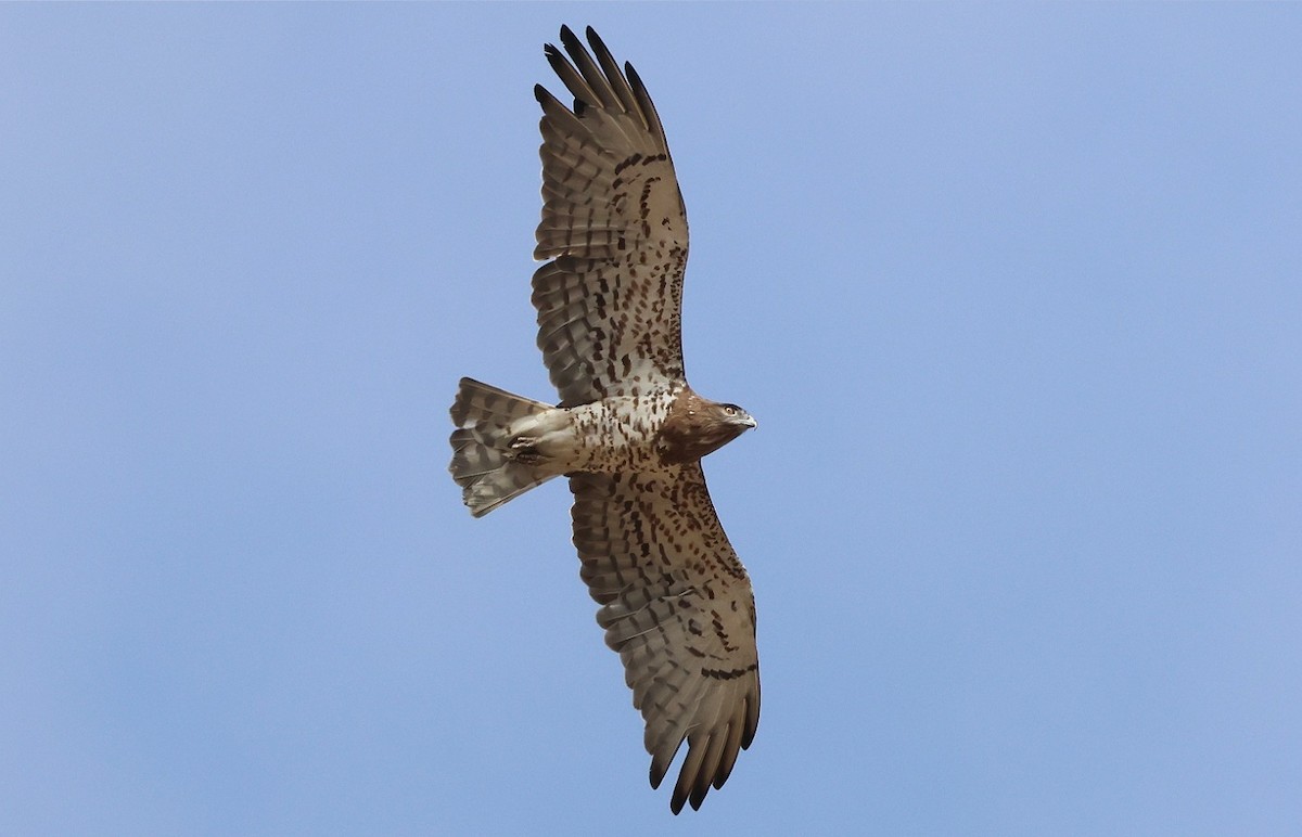 Short-toed Snake-Eagle - ML583502401