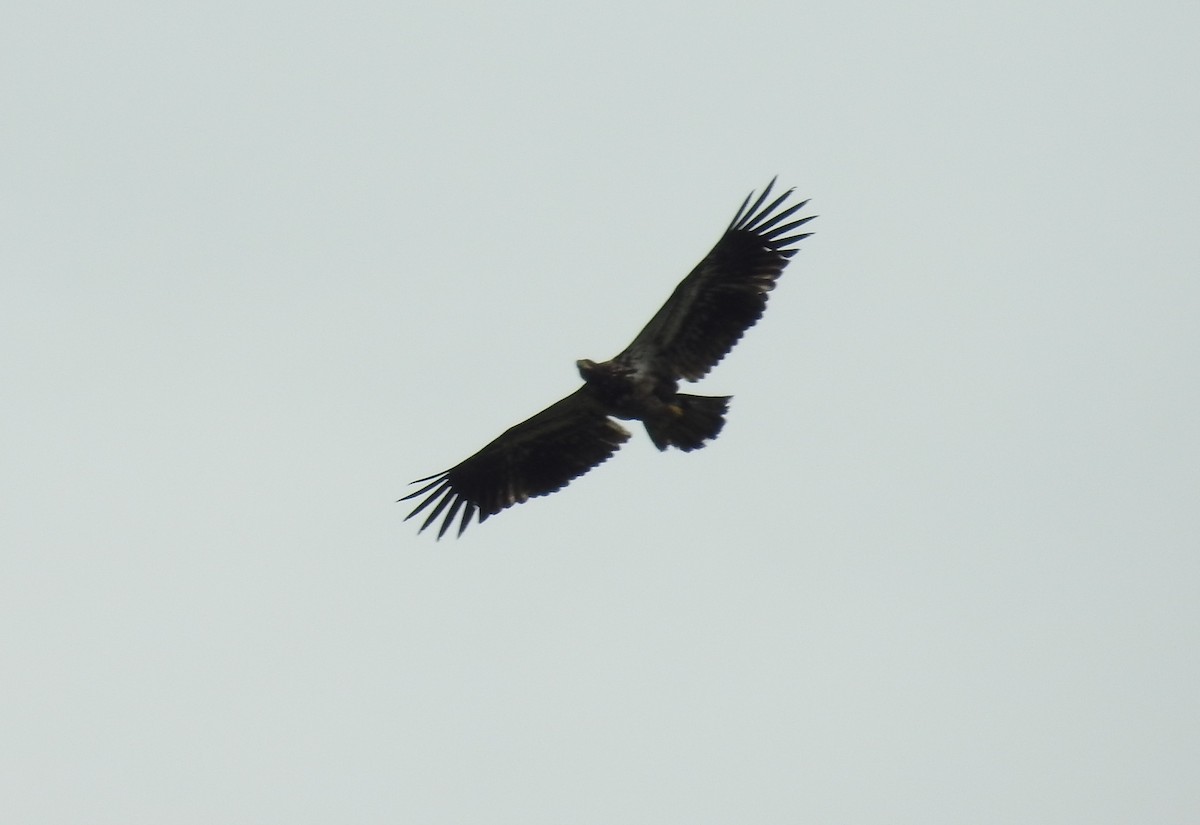 Bald Eagle - ML58350391