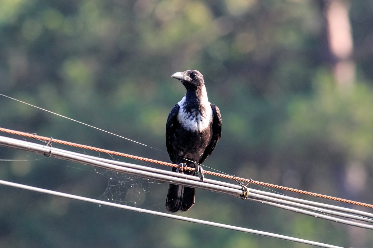 Collared Crow - ML583504461