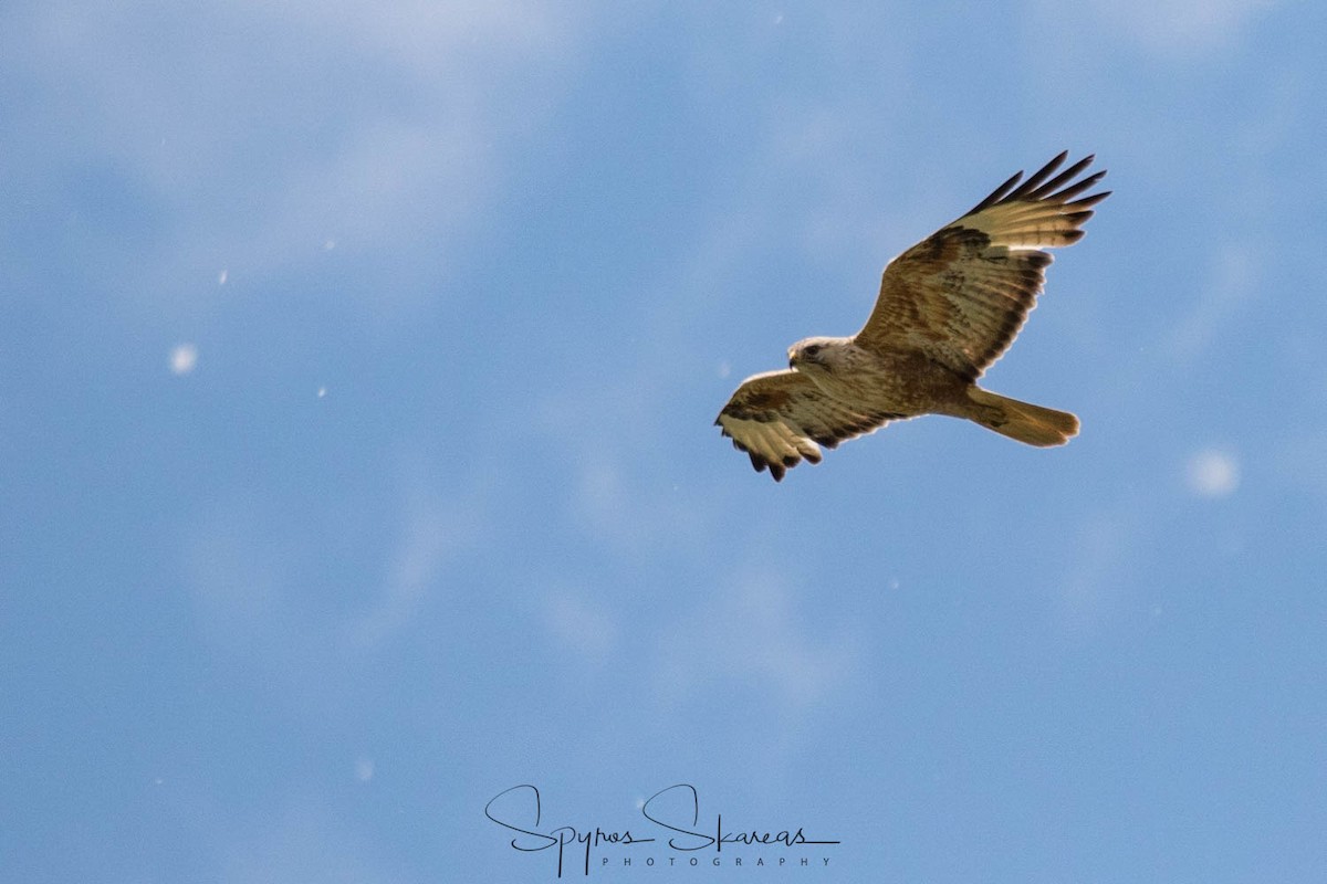 Long-legged Buzzard - ML583505131