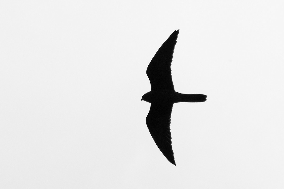 Eleonora's Falcon - ML583505191