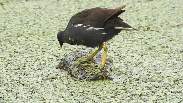 Eurasian Moorhen - ML583506431