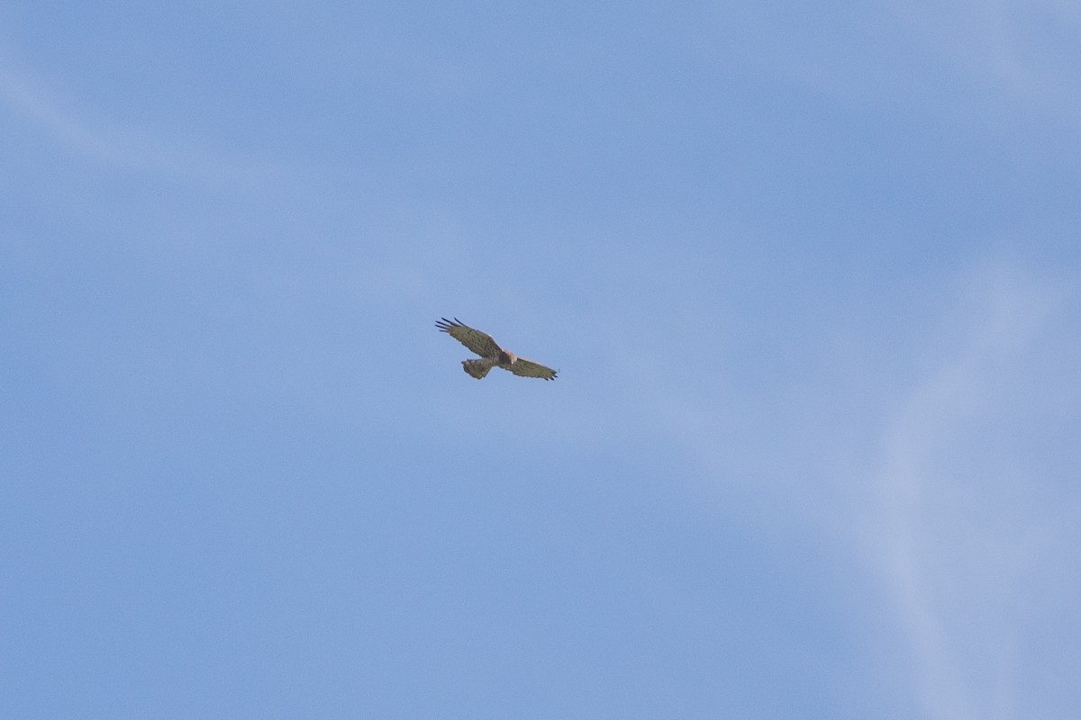 Short-toed Snake-Eagle - Jiahua Xing