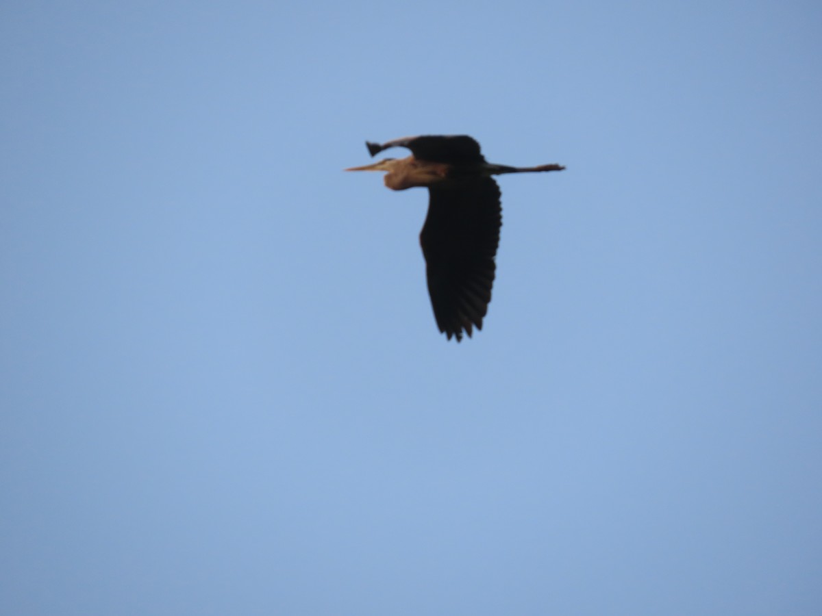 Great Blue Heron - ML583507501