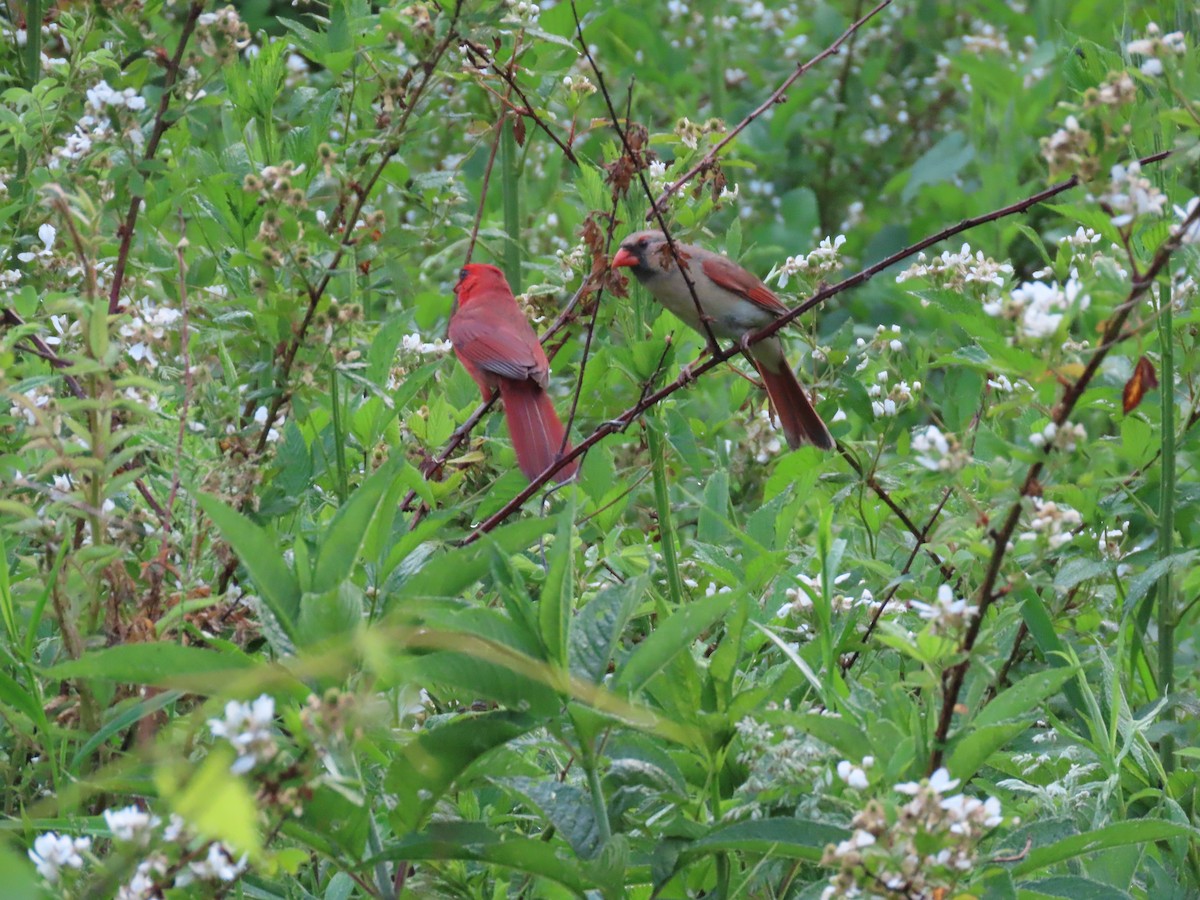 Northern Cardinal - ML583507711