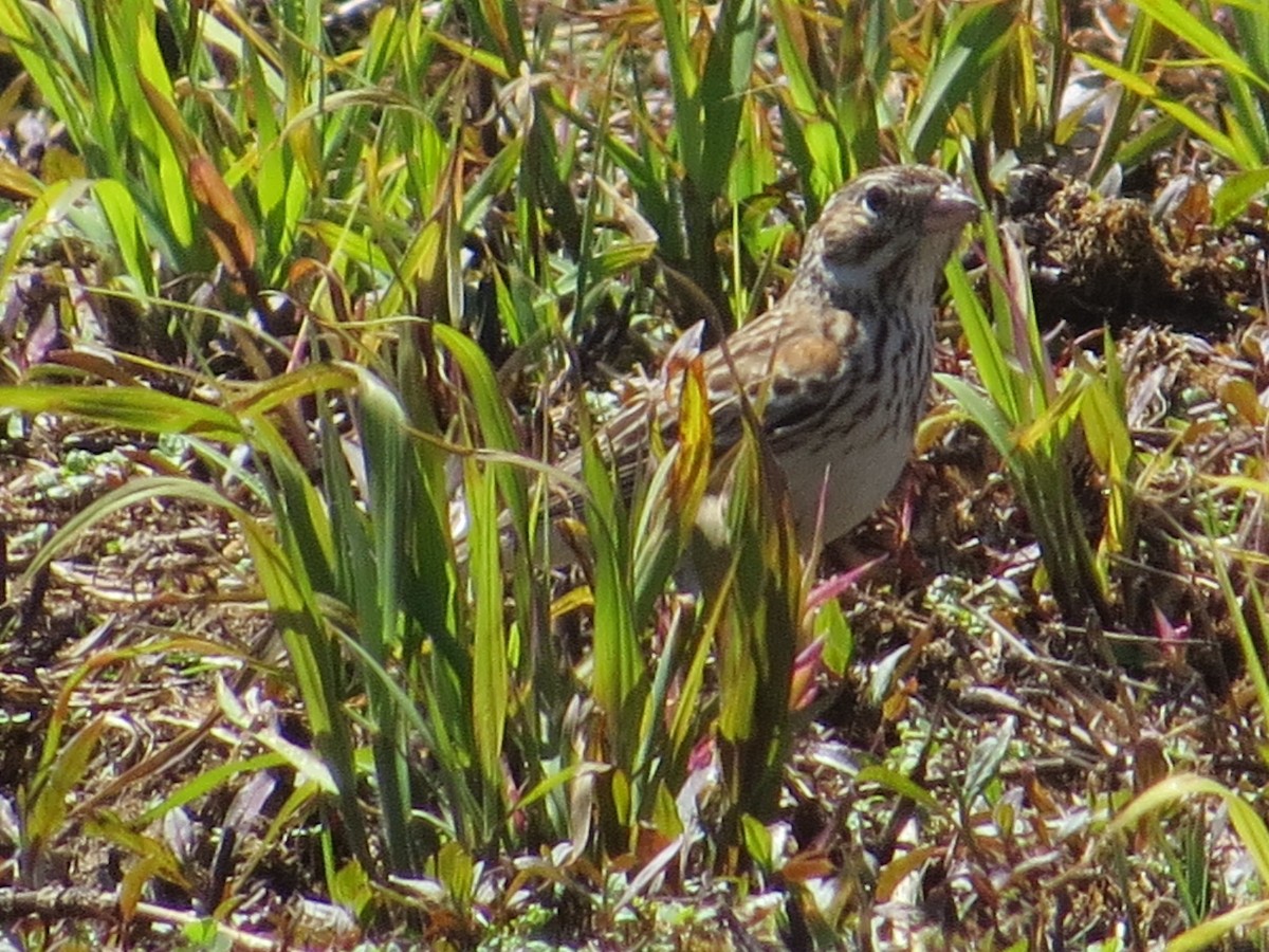 Vesper Sparrow - ML58350991