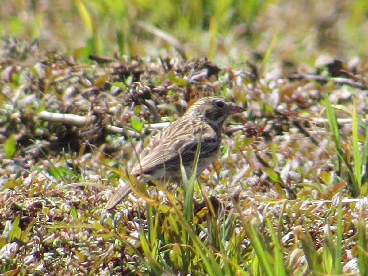 Vesper Sparrow - ML58351001