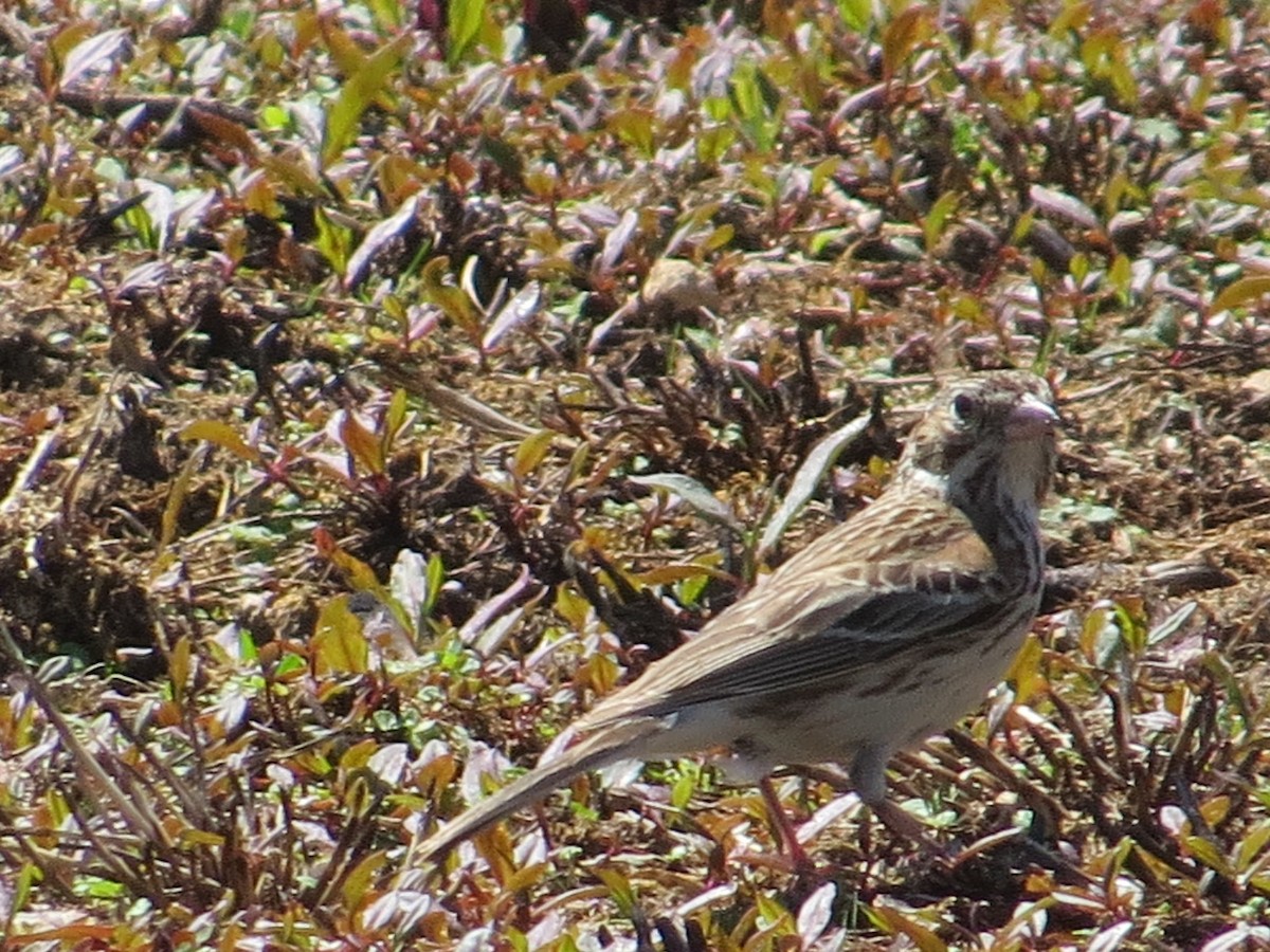 Vesper Sparrow - ML58351011