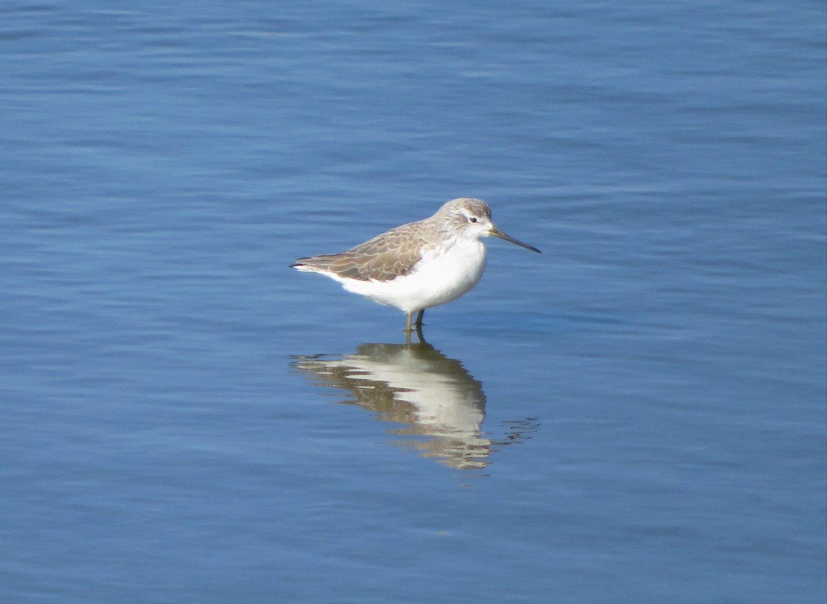 Marsh Sandpiper - ML583510161