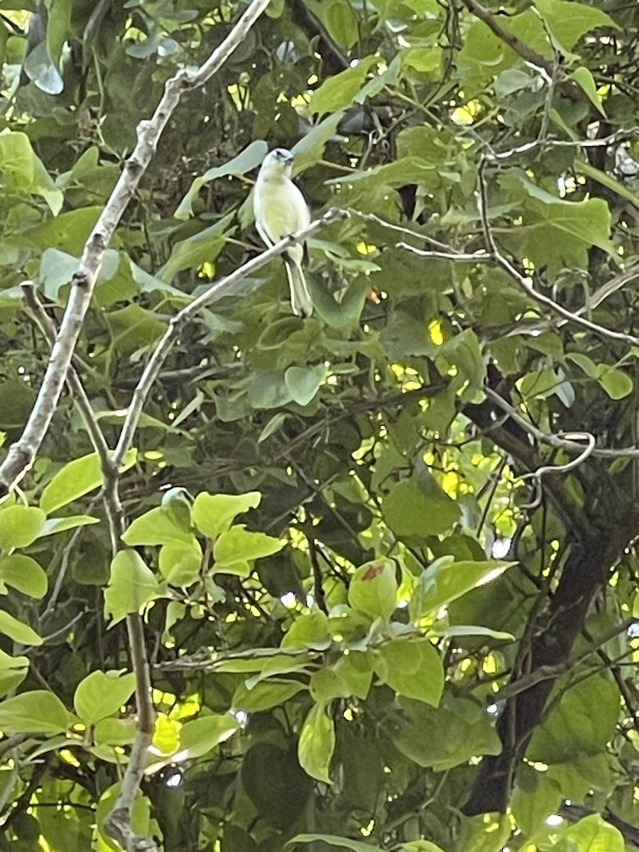 Painted Bunting - ML583510261