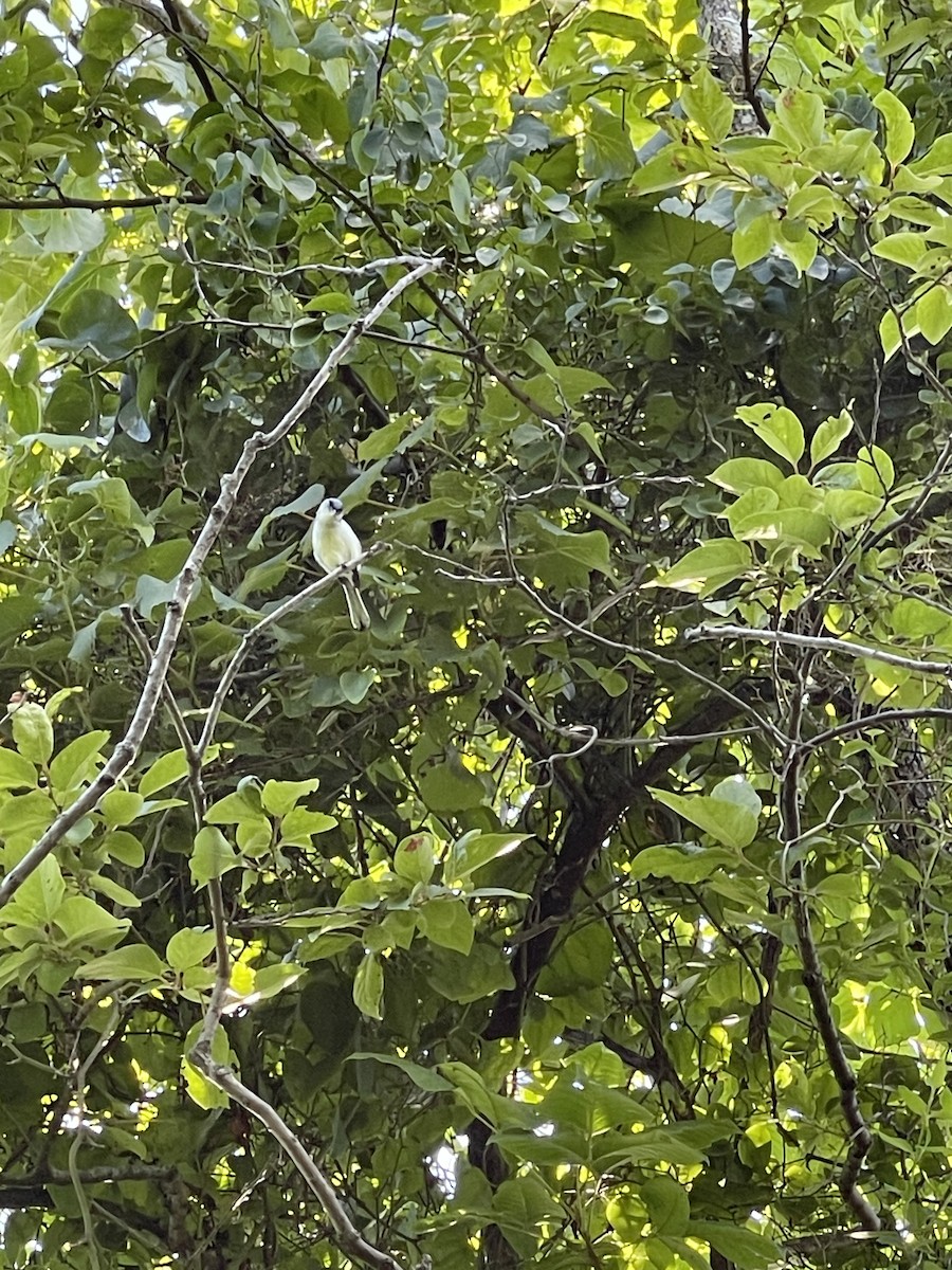 Painted Bunting - ML583510271