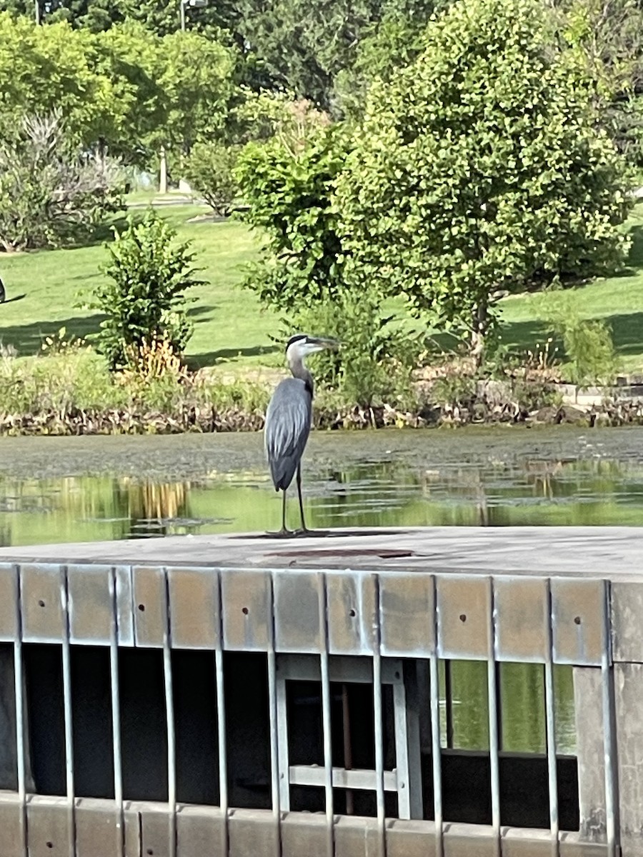 Great Blue Heron - ML583510821