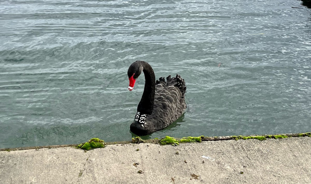 Black Swan - ML583510841