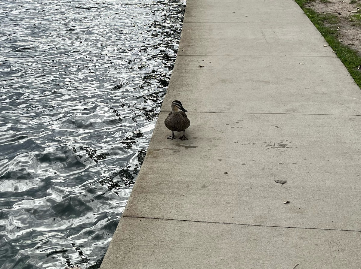 Pacific Black Duck - ML583511001