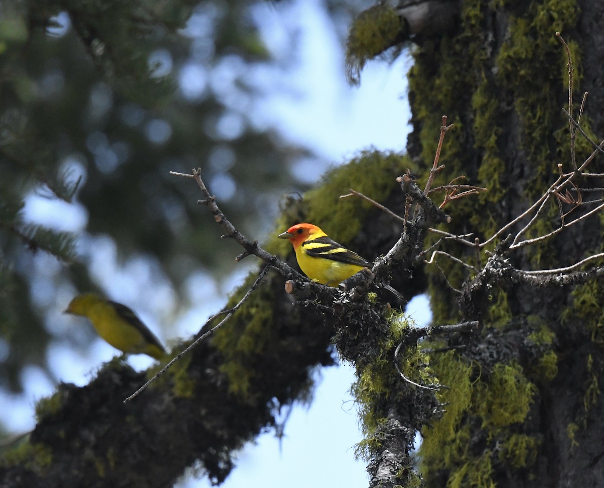 Western Tanager - ML583511041