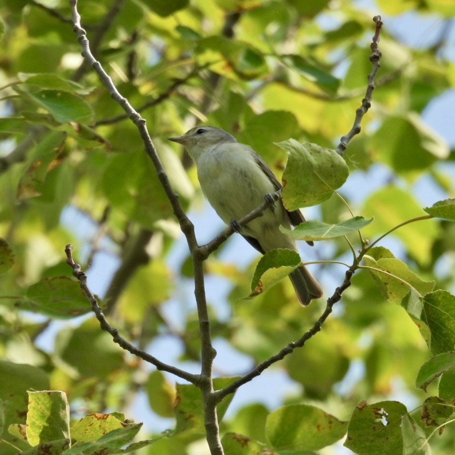 Warbling Vireo - ML583512281