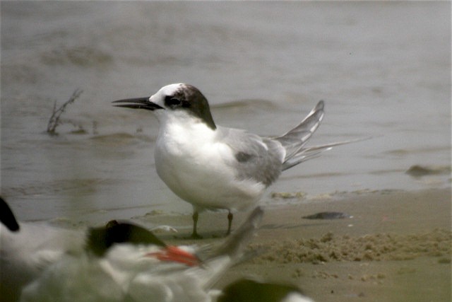 Arctic Tern - ML583512591