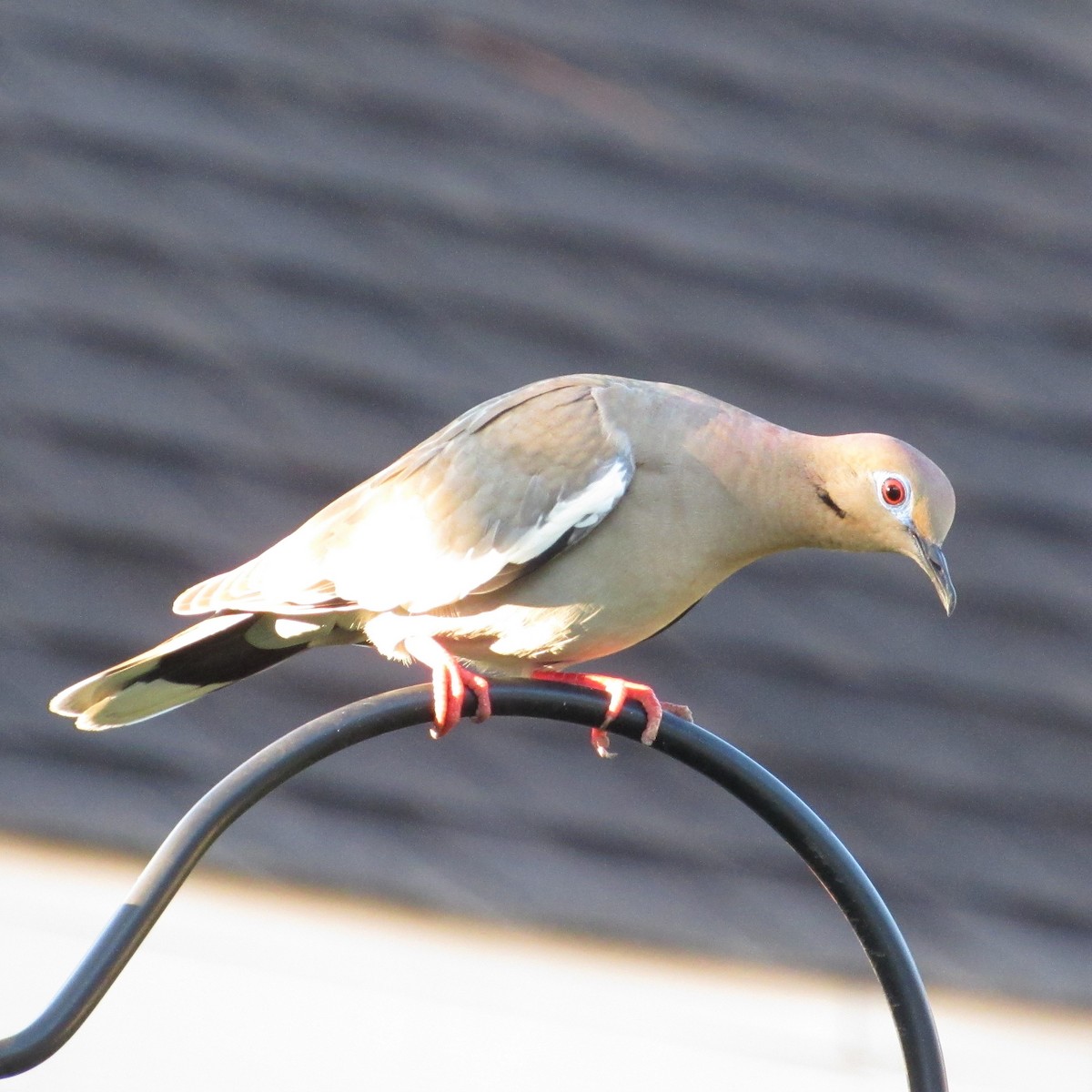 White-winged Dove - ML583512661