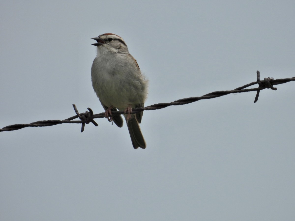 Chipping Sparrow - ML583514061