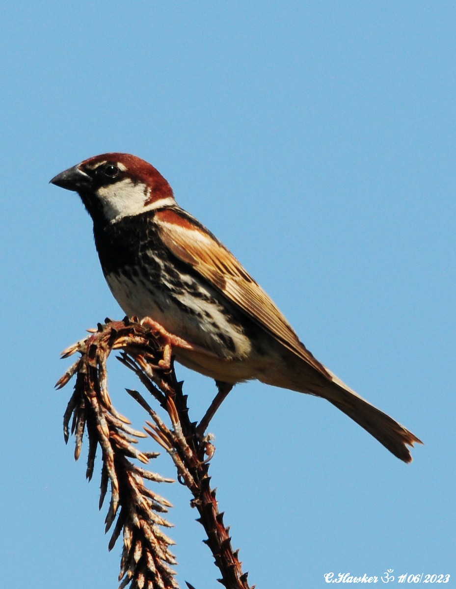 Spanish Sparrow - Carl  Hawker