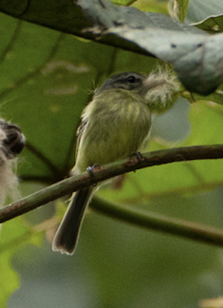 Ecuadorian Tyrannulet - ML583514821