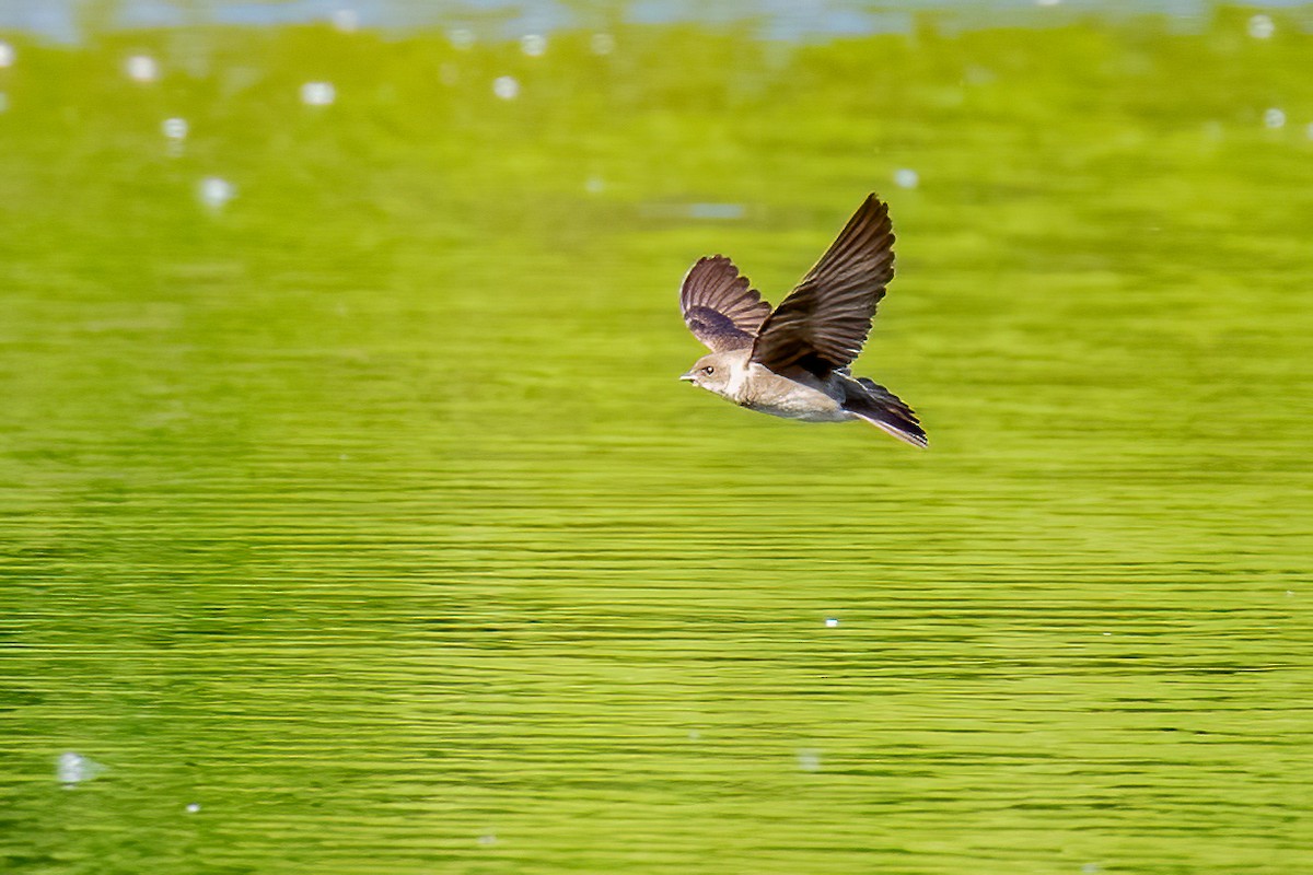 Northern Rough-winged Swallow - ML583515291